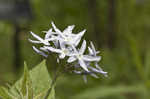 Louisiana bluestar